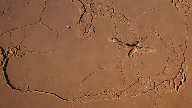 Vista aérea del geoglifo del Colibrí grabado en el árido desierto de Nazca en Perú.